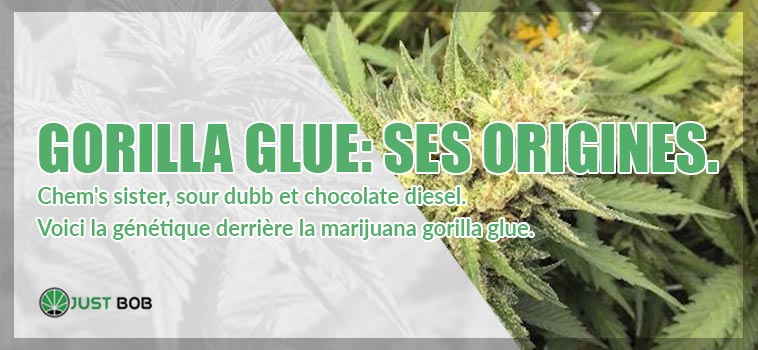 Gorilla Glue: Ses Origines