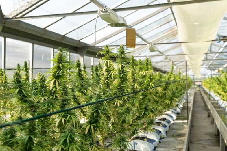 Come posizionare correttamente i rami di marijuana con la coltivazione ScrOG