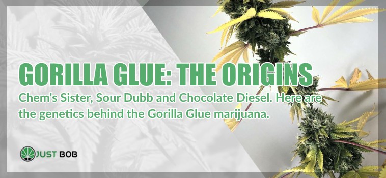 Gorilla Glue: the origins