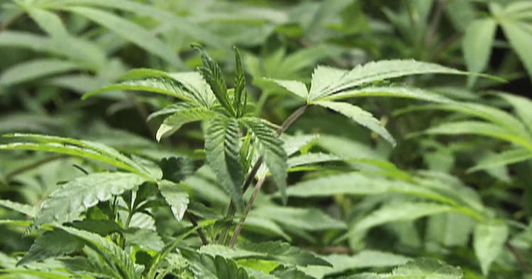Une plante de cannabis vue de l'extérieur
